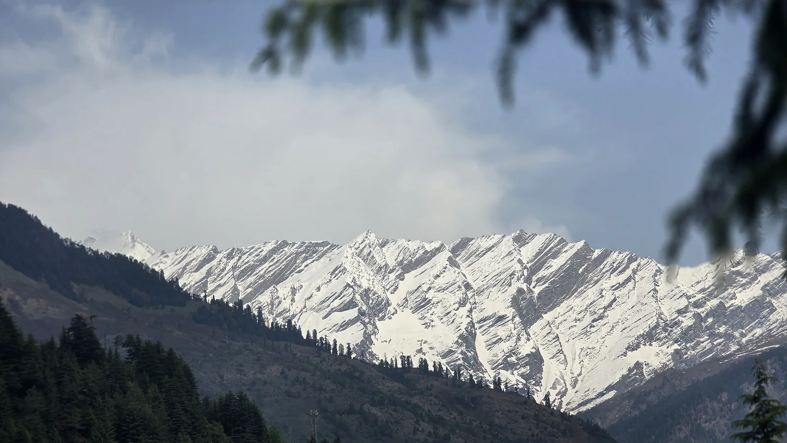 Snow-covered Himalayan ridge framed by cedar branches in Manali