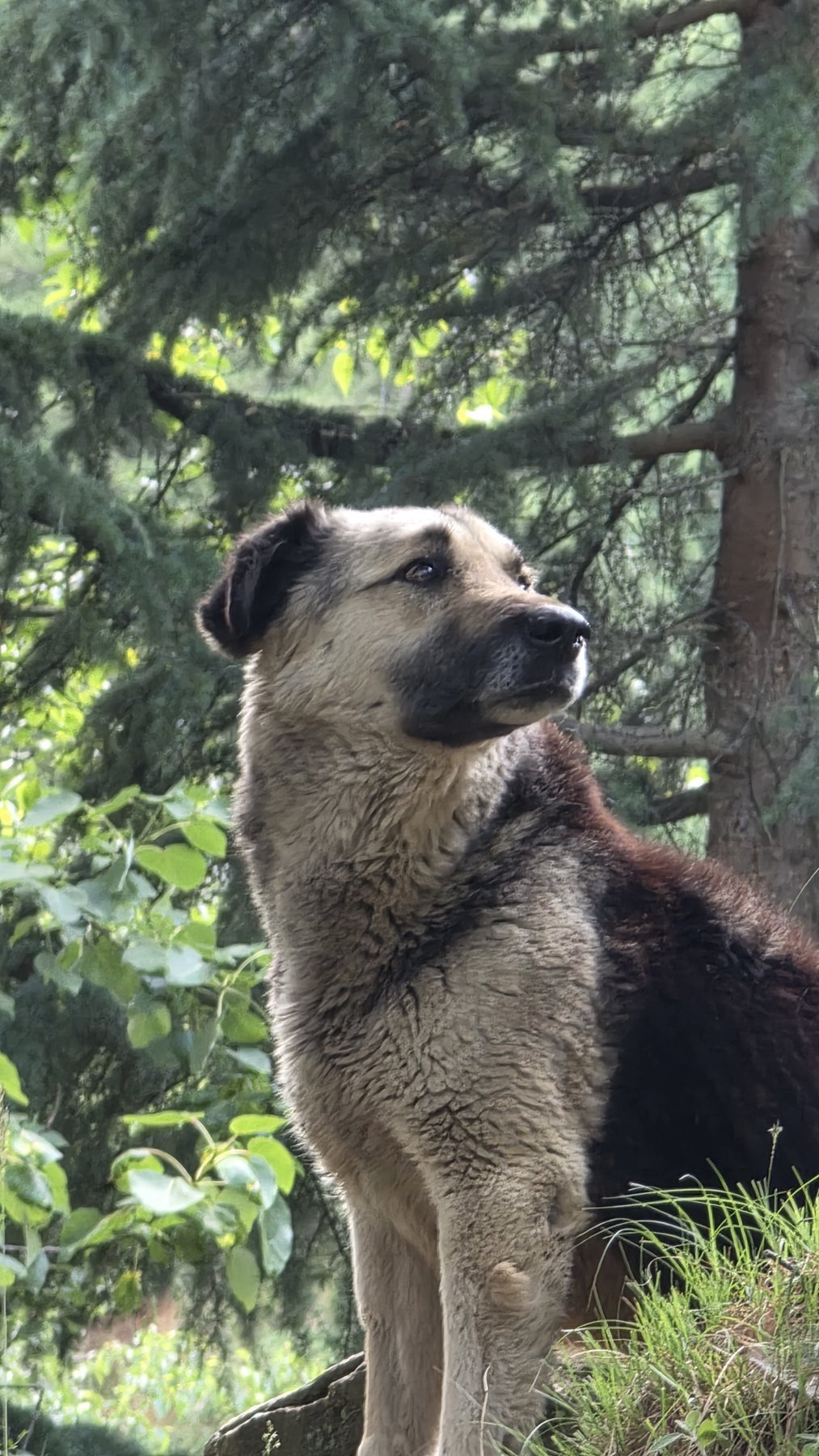 Himalayan dog met on a local forest walk