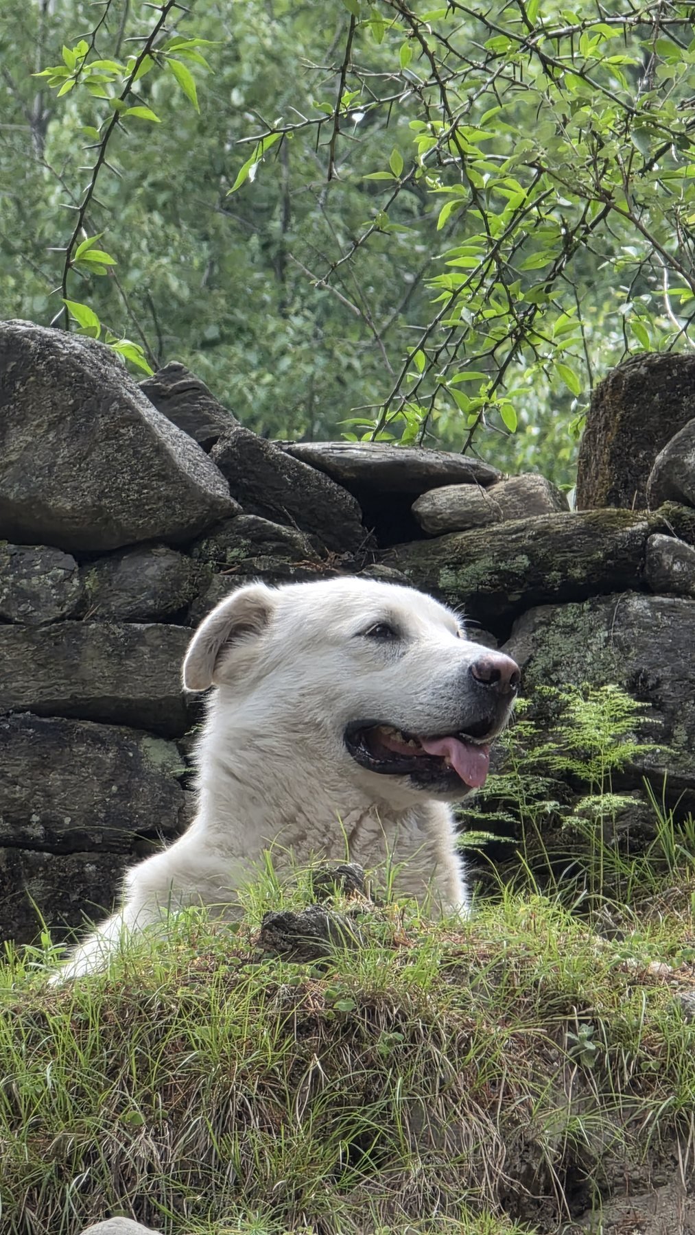 White Himalayan dog beside a stone wall