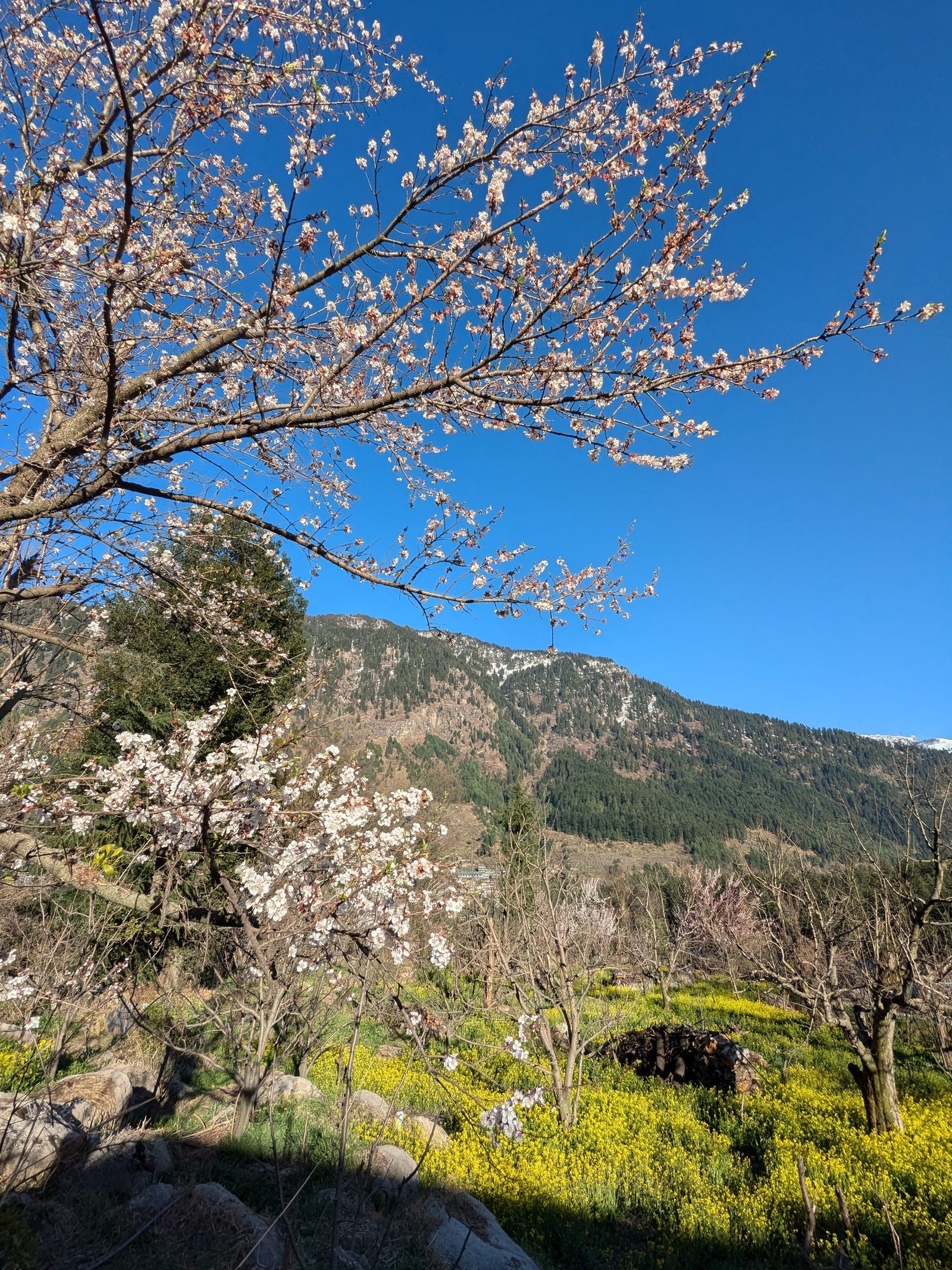 Apple blossom along a local Manali walking path